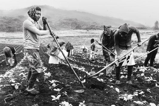 Agricultores Mexicanos de Tabaco